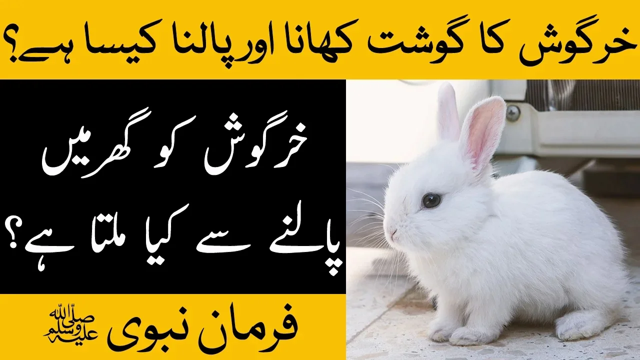 khargosh_ka_gosht_khana_kaisa_hai